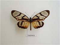 藏品(保護色昆蟲)的圖片